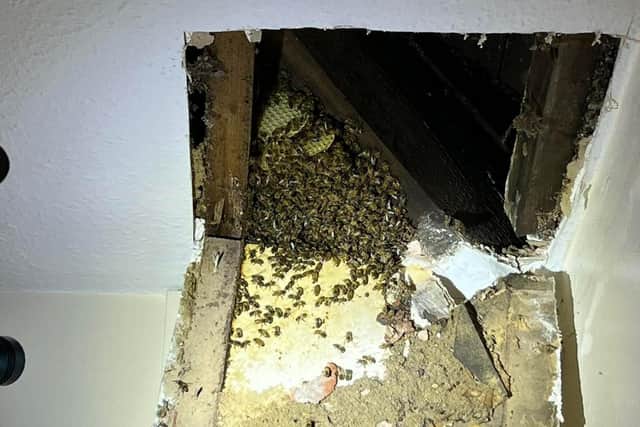 The bees were in the roof of the council’s housing repairs depot, in Mansfield Woodhouse.