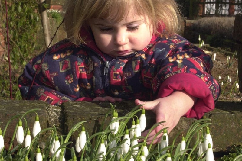Hodsock Priory's snowdrop spectacular opened  in February 2001 for four weeks. The gardens were also opened to the public. Our picture shows Chesterfield youngster Amber Lyons, aged three,  who visited the gardens with her parents Peter and Christine Lyons, taking a close up look at some of the snowdrops.