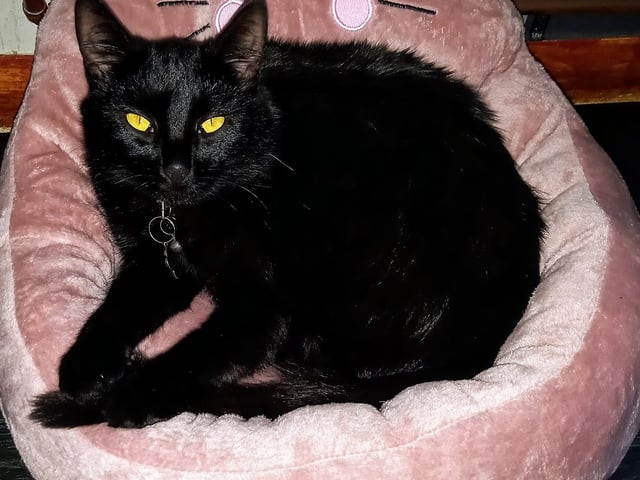 Wendy Hudson Carden shared a photo of her cat, Millie.