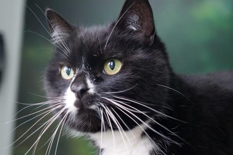 12-year-old Sox is looking for a quieter home with an experienced owner who will allow her to take herself away when she needs space. Sox is affectionate and does enjoy human company but she does prefer not to be picked up and is more comfortable approaching you when ready for a fuss and some extra attention.
