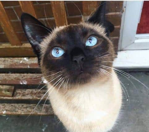 Belle is one of four cats, two of which were poisoned with antifreeze.