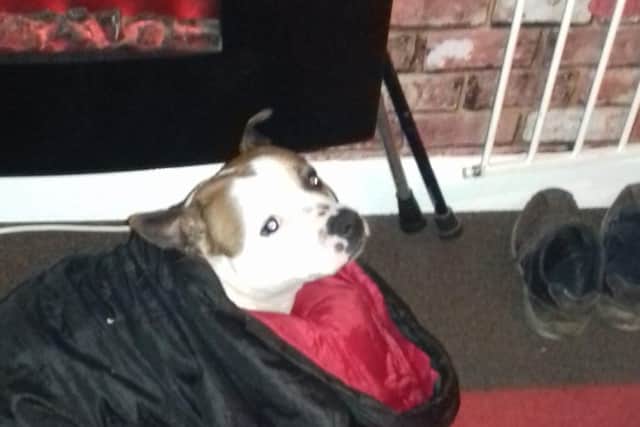 Tank, a Staffordshire Bull Terrier