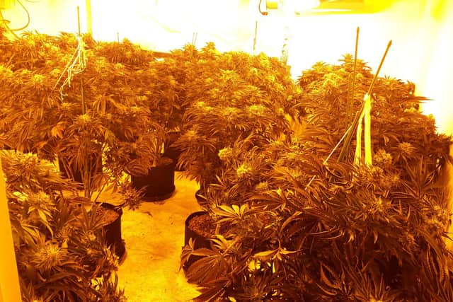 Cannabis plants were found in multiple rooms.