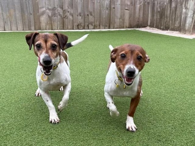 Peony and Marigold are extremely sweet, closely bonded girls looking for a patient family together to provide them with plenty of TLC and help them grow in confidence at their own pace. Because they haven’t had the best start in life, they will need some nurturing and a family committed to visiting the centre to build up a relationship before heading home, but seeing their true personalities shine through will be so rewarding! They require a secure garden since walks will need to be built up slowly, but with you by their side, they can finally have the bright future they deserve.