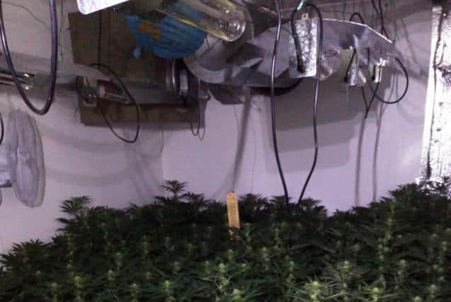 The huge cannabis grow had taken over the whole property