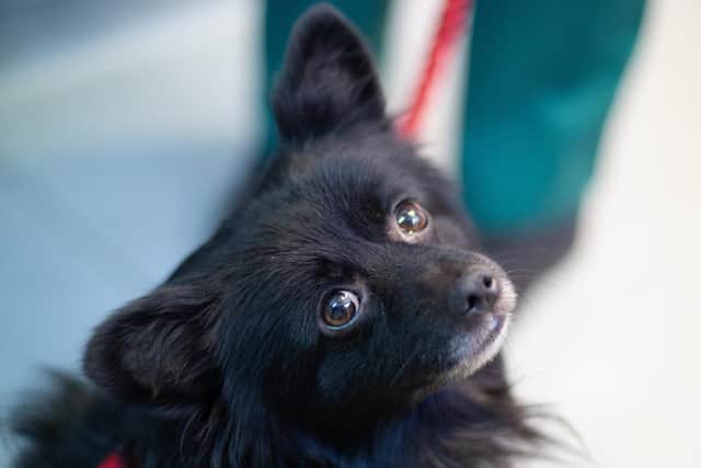 Stock picture of a dog provided by the RSPCA. Picture used for illustrative purposes only