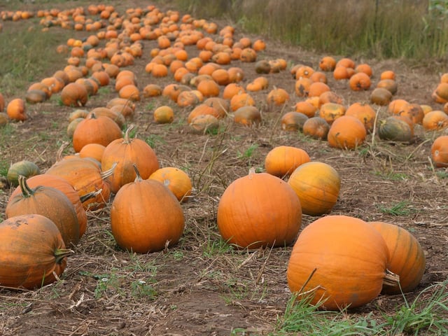 There are a variety of sizes and shapes available in the field.