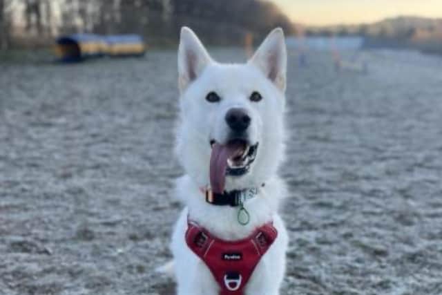 Meet Milo. "I have found myself looking for a new home through no fault of my own. My new friends here say I am such a handsome boy. The team have been scratching their heads wondering why I am still here. I have had some time to think about the kind of home which would be best suited to me. An active family is definitely at the top of the list. I just love going on adventures, just pop me in the car and off we go..."