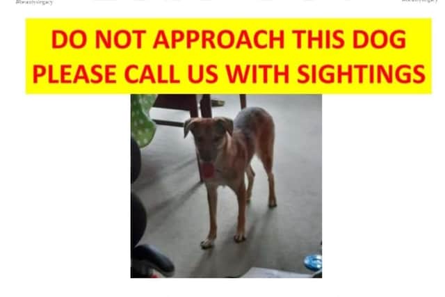If you see Molly, please do not approach her.