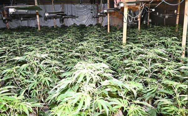 Just over 4,800 plants, all at varying stages of maturity, were found inside a disused industrial unit in Botany Avenue, Mansfield.