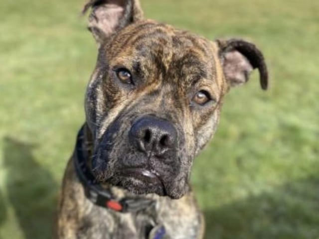 This is Henry, he is an eight-month-old Staffie cross. He is a sweet and bouncy boy that is learning to keep all four paws on the floor. He will need a family that will help him continue with his training. He can live with children over 14 but will need to be the only dog in the home as he is worried by other dogs. He can be left for two hours while he is settling in but this can be built up.