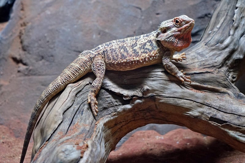 A number of fascinating lizards can be seen inside - including bearded and frilled dragons.