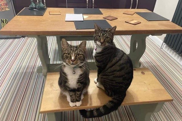 Angus and Bruce were rescued from Mansfield Cat Rescue 18 months ago.