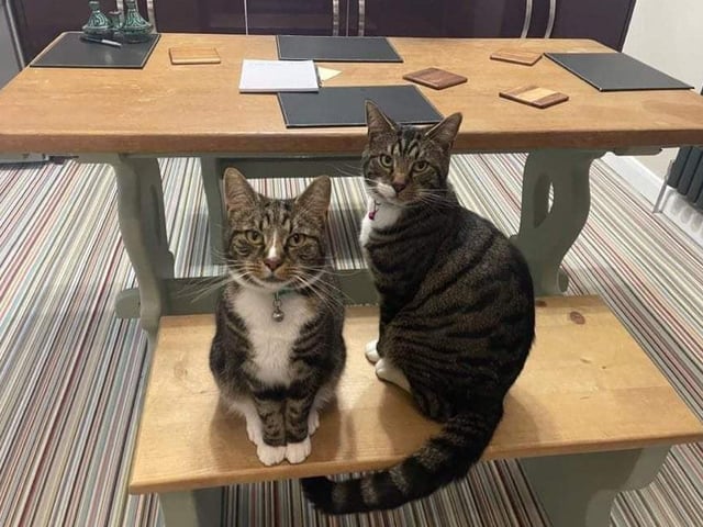 Angus and Bruce were rescued from Mansfield Cat Rescue 18 months ago.