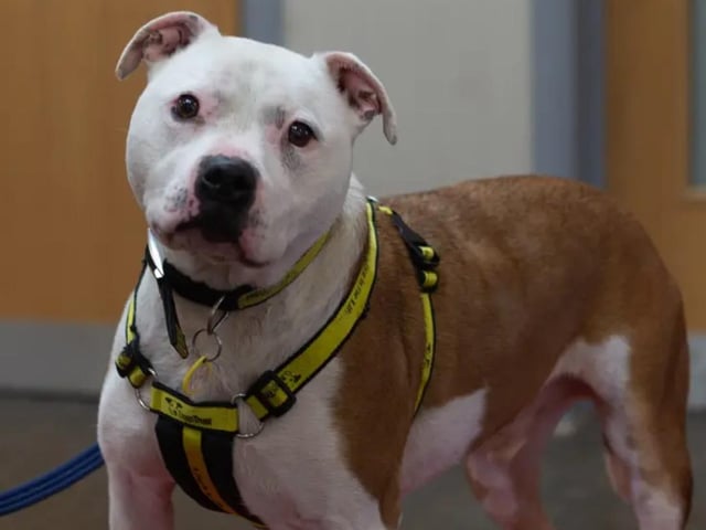 Adopt a Terrier (Staffordshire Bull) Cross Rescue Dog. Barry is a friendly and people-loving Staffie who loves to be the centre of attention. He adores getting attention and cuddles from people he knows and befriends quite easily. He enjoys playing fetch with his toys and would love it if you could join him. If he's not playing with his toys, he's probably looking for a cuddle. Barry can live with young adults aged 15 years and over, but he must be the only pet in the home. His new family should have enough time to help him settle in before leaving him alone. See www.dogstrust.org.uk/rehoming/dogs/terrier-staffordshire-bull/1168911