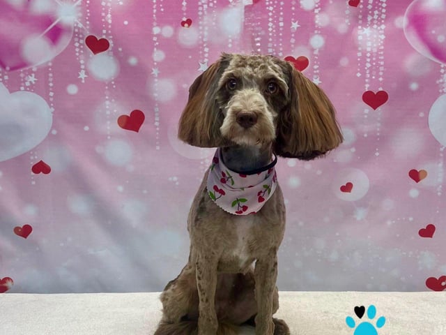 Picture pawfect