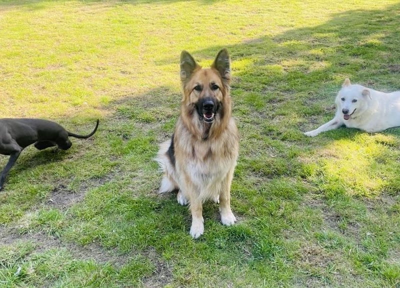 For Bluebell, Wilson, and Elvis, Warsop Doggy Social Club is home. Each session grants owners and their dog(s) access to the enclosed garden for an hour and a half.
