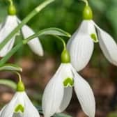 See snowdrops at an open garden in Nuthall this weekend.