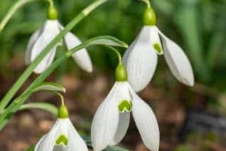 See snowdrops at an open garden in Nuthall this weekend.