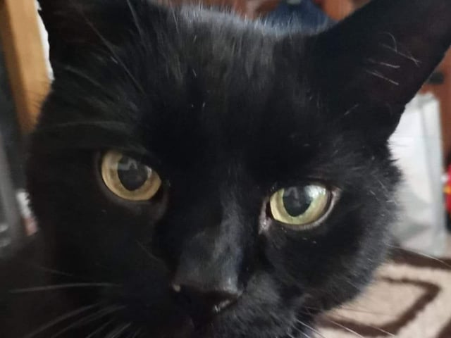 Vikki Greenhill shared this photo of her late cat, Levi. He was 19.