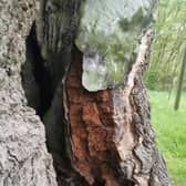 Damage done to the world-famous 1,000-year-old Major Oak tree in Sherwood Forest under which legend has it Robin Hood sheltered.