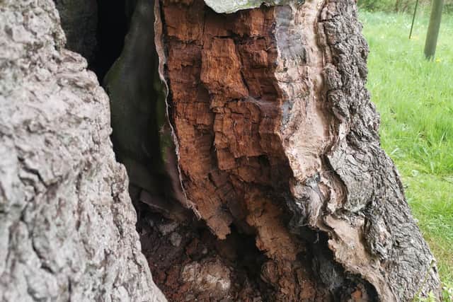 Damage done to the world-famous 1,000-year-old Major Oak tree in Sherwood Forest under which legend has it Robin Hood sheltered.