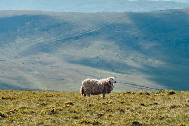 National parks in south Wales include the Brecon Beacons, ideal for families, dogs, young children and couples. With hiking trails, cycling routes, bridleways and activities such as caving and rock climbing, there’s plenty to do and enjoy.