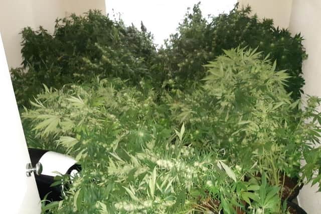 Cannabis plants seized at North Avenue