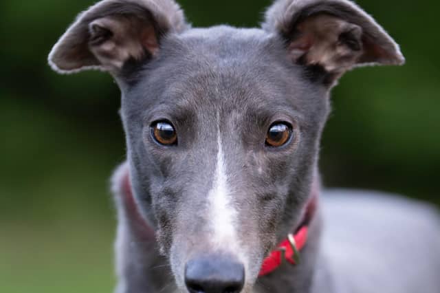 Lake is a beautiful and adaptable greyhound who loves to cuddle and is adored by the staff and volunteers at Crossing Cottage. She walks well on her lead and shows no reactivity toward other breeds. While she enjoys her walks, she is calm in her kennel and happily relaxes afterward. Lake is curious and gets along well with a male hound, but she would also thrive as an only dog with enough attention. Can you welcome her into your home and heart?