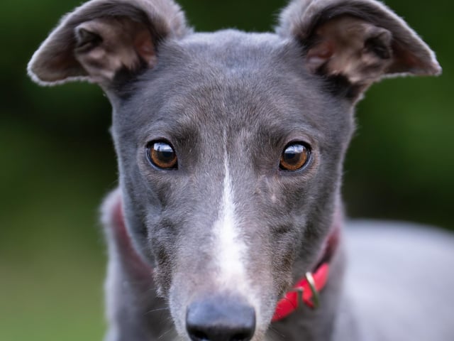 Lake is a beautiful and adaptable greyhound who loves to cuddle and is adored by the staff and volunteers at Crossing Cottage. She walks well on her lead and shows no reactivity toward other breeds. While she enjoys her walks, she is calm in her kennel and happily relaxes afterward. Lake is curious and gets along well with a male hound, but she would also thrive as an only dog with enough attention. Can you welcome her into your home and heart?