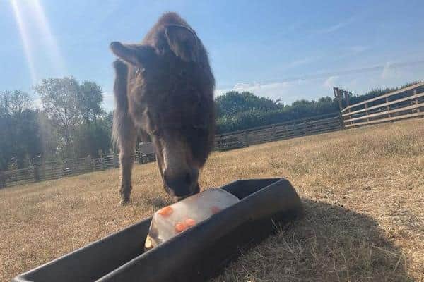 Staff at White Post Farm in Farnsfield froze their animals' treats in water to create giant ice cubes that this donkey loved.