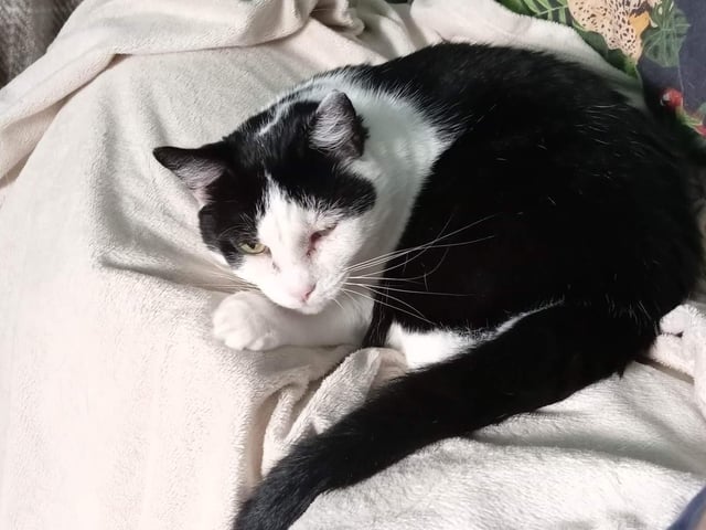 The rescue says: "This sweet girl, aged about four years old, is looking for an experienced owner in a quiet home with no children. She would happily share it with another calm cat. Once she trusts you she is very loving, but is unsure of new people and loud noises, so will need time and patience."