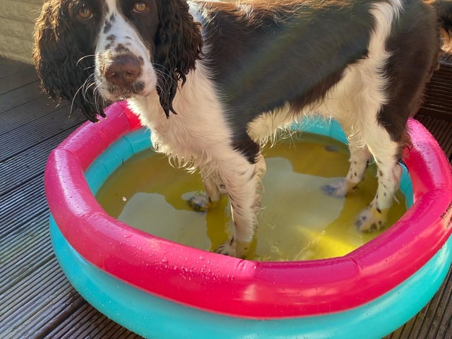 Looks like Macey the spaniel has been keeping cool at owner Carlene Rae's home during the warmer lockdown days