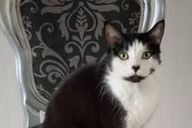 Miley the cat is missing in Edwinstowe.