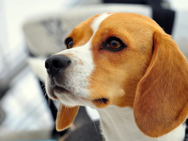 Aaawwww! A prize for the most handsome dog is up for grabs at this Sunday's Pawsby Dog Show at Thoresby Park. Whether you're competing or spectating, there is fun to be had by all. As well as other dog categories, including waggiest tail, there's a large market, a duck race and demonstrations of flyball.