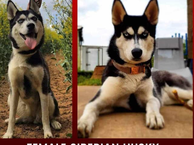 Harlow is missing from Retford in Nottinghamshire. Harlow, a female Siberian husky, was last seen in 2021. She is believed to have been stolen. There is a reward for her safe return. She is chipped and flagged. Call 07866 026343 if you know where she is.