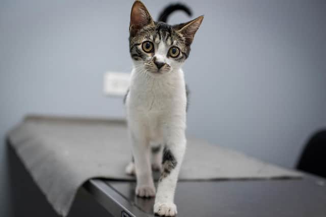 Adopting a rescue cat can be very rewarding - Animal News Agency