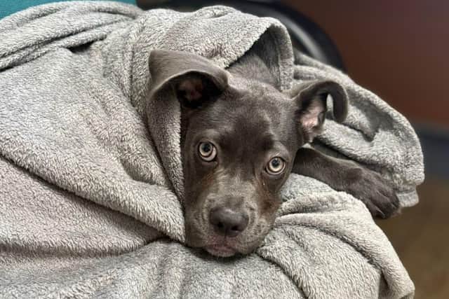 Bambi, a Cane Corso puppy wrapped in a blanket at Jerry Green Dog Rescue
