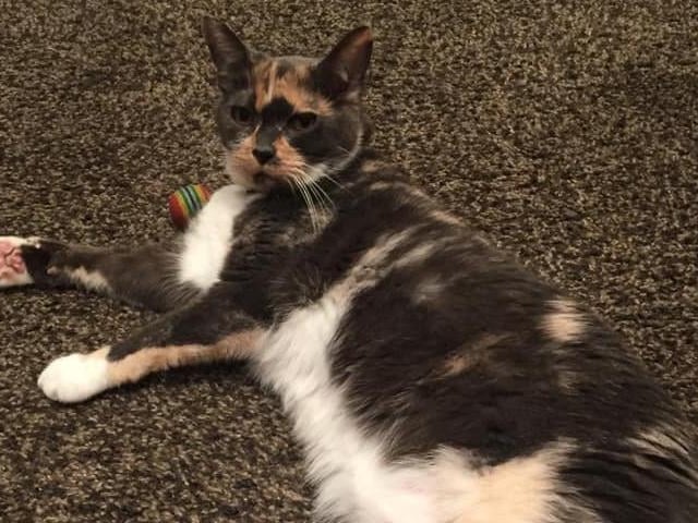 Tracey shared this photo of Baby, as that was her name when she rehomed her from RSPCA Radcliffe on Trent, at four-years-old. Tracey said: "We had her for 10 wonderful years but sadly she’s no longer with us. She is too beautiful to not share."