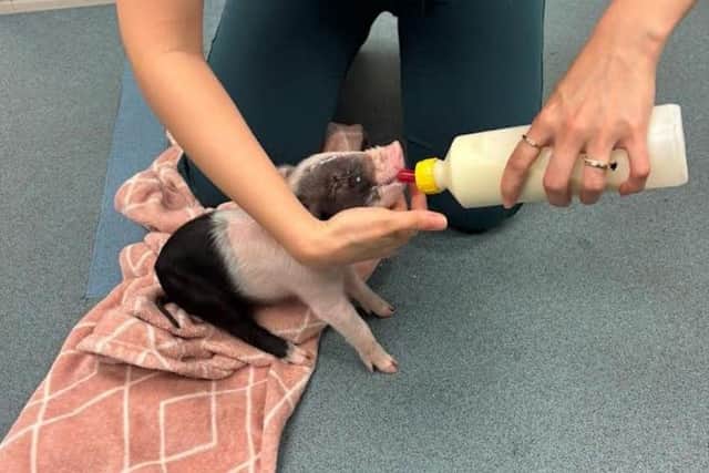 Benny was soon feeling better and taking milk at the rescue centre. Photo: Submitted