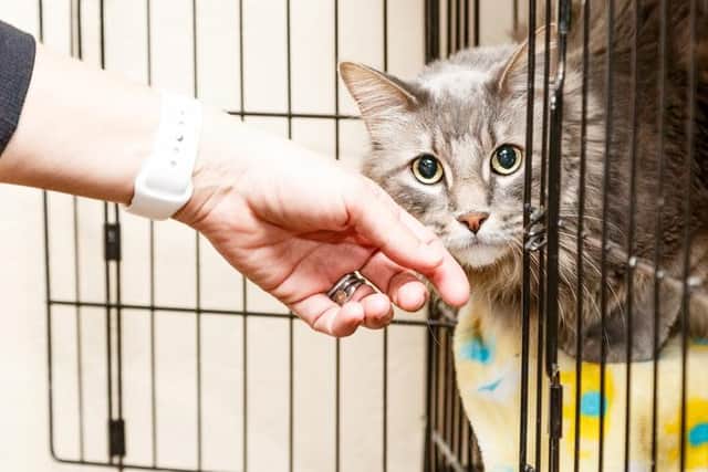 Hand of a woman petting a scared and shy cat that is lying in a cage at a shelter