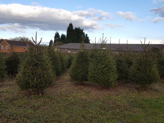 Egmanton Christmas Trees has built a reputation as one of the finest Christmas tree growers in Nottinghamshire. See more at: www.egmantonchristmastrees.co.uk
