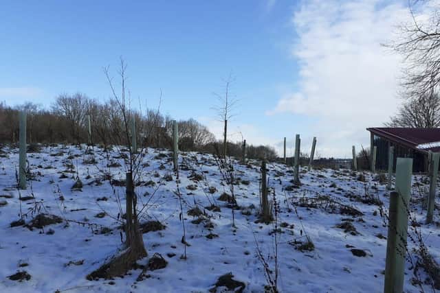 School pupils planted 200 trees in Sherwood Forest to represent the number of fostering households currently needed in Nottinghamshire