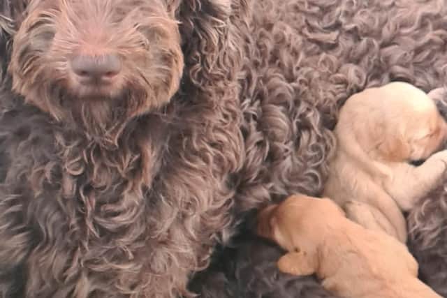 A dog breeder has been convicted of animal welfare offences.
