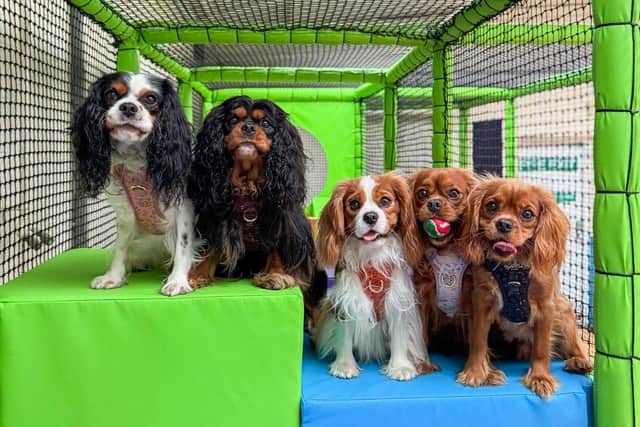 Woof & Tumble, Mansfield is proving popular for playful pups