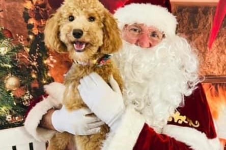Borderdoodle Dolly with Santa.