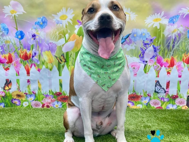 On All Pawz Pet Supplies' offers themed photoshoots throughout the year