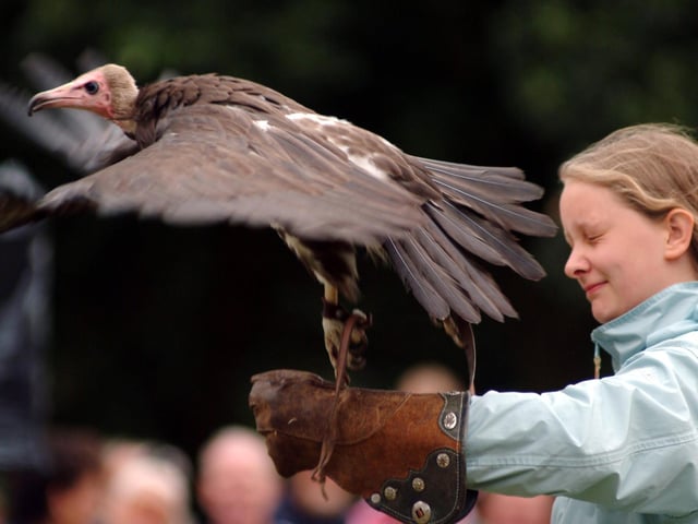 Ray Aliker of Ye Old Redtail Falconry Display receives a helping hand from a member of the audience.