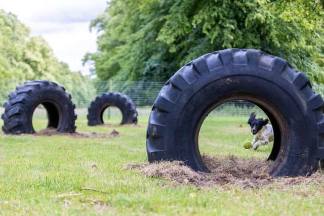 Welbeck's new dog park.