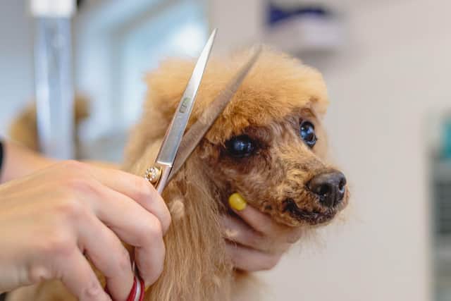 Plans have been unveiled to open a dog grooming salon in Selston.
